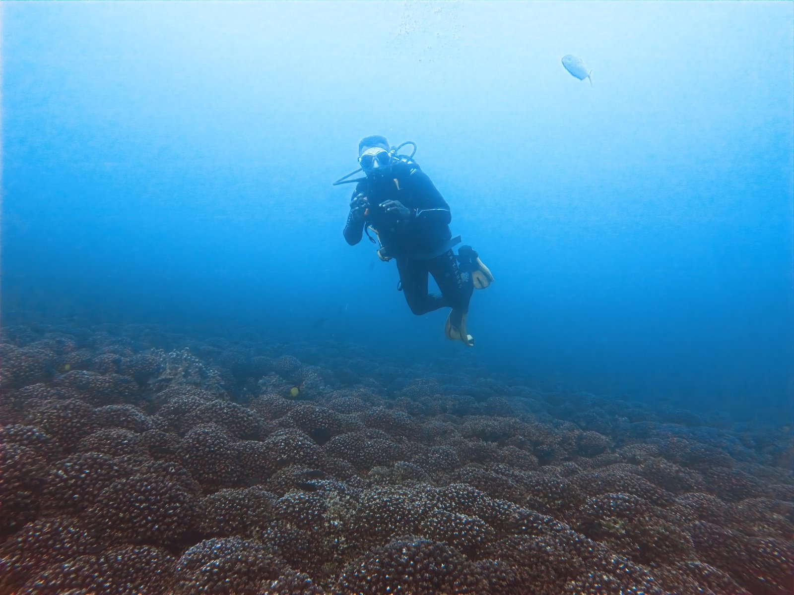 Black Tip dive site
